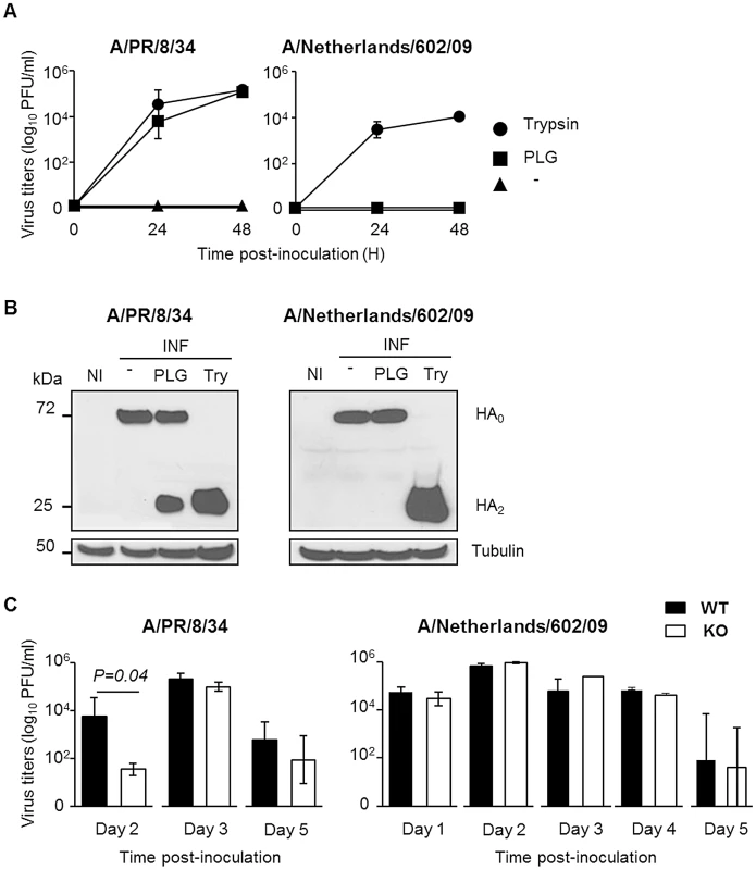 The deleterious role of plasminogen is independent on virus replication.
