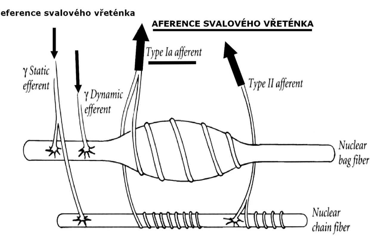 Přehledné schéma aferentních a eferentních nervových zakončení svalového vřeténka. Upraveno dle (3).
