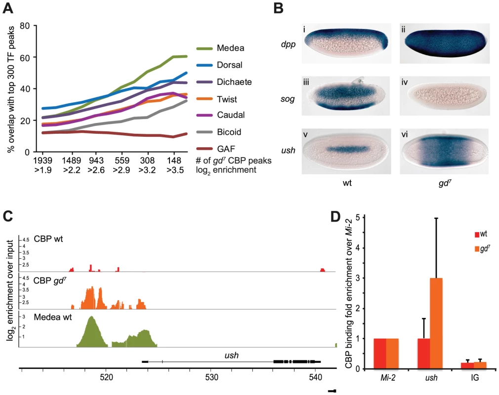 CBP binds to Dpp-target genes in <i>gd<sup>7</sup></i> mutant embryos.