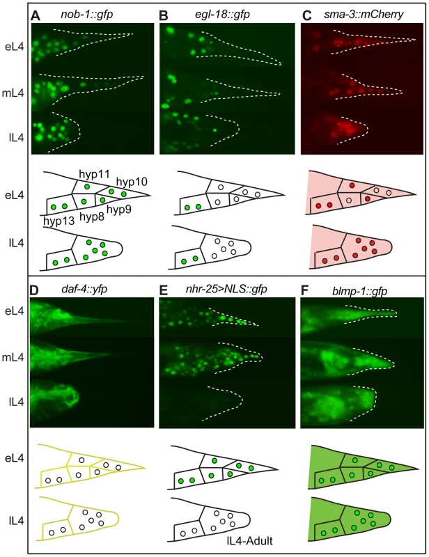 Expression patterns of sample regulatory genes identified in the RNAi screen.