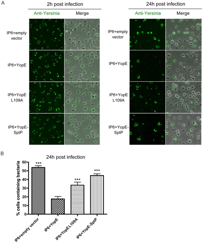 Survival of different <i>Y. pseudotuberculosis</i> strains in macrophages as determined by fluorescence microscopy.