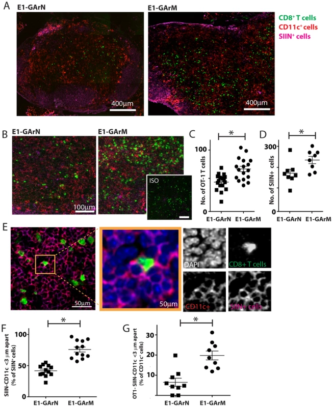 Antigen translation efficiency regulates Ag-specific T cell trafficking and DC-T cell interactions.