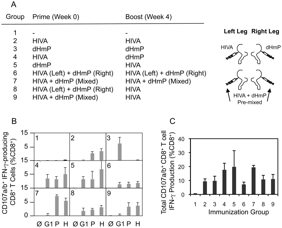 Physical separation of subdominant and dominant epitopes induces broad CD8<sup>+</sup> T cell responses.