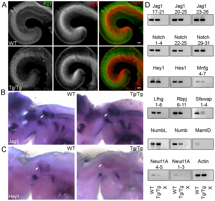 Jagged1 expression is not altered in <i>Sfswap<sup>Tg/Tg</sup></i> ears but its downstream target Hey1 is reduced at E10.5.