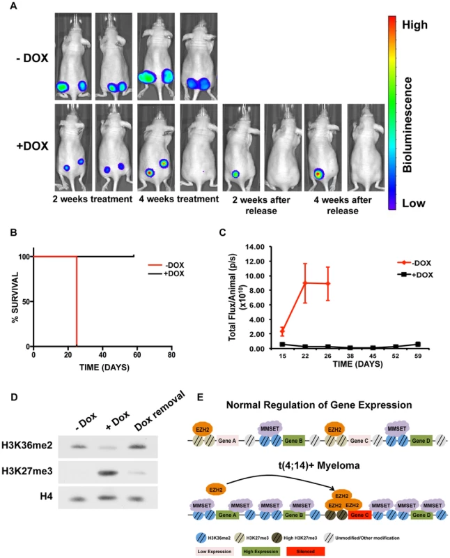 Targeting MMSET in t(4;14)+ tumors prolongs survival.
