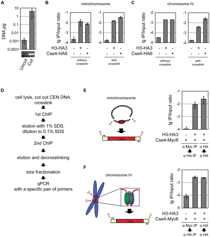 Co-occupancy of the centromeric DNA by histone H3 and Cse4.