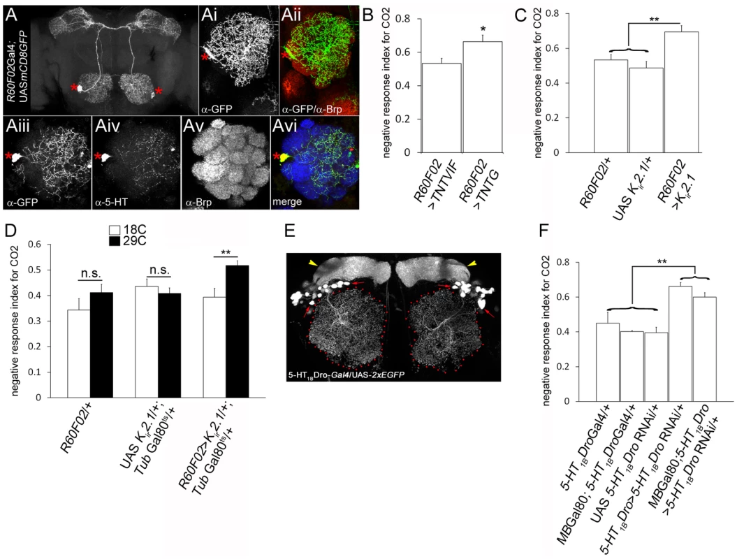 CSDn modulates odour-guided behaviour.