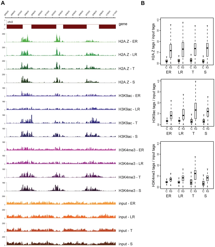 H2A.Z occupancy is invariable, while H3K9ac and H3K4me3 marking is dynamic through the intraerythrocytic cycle.