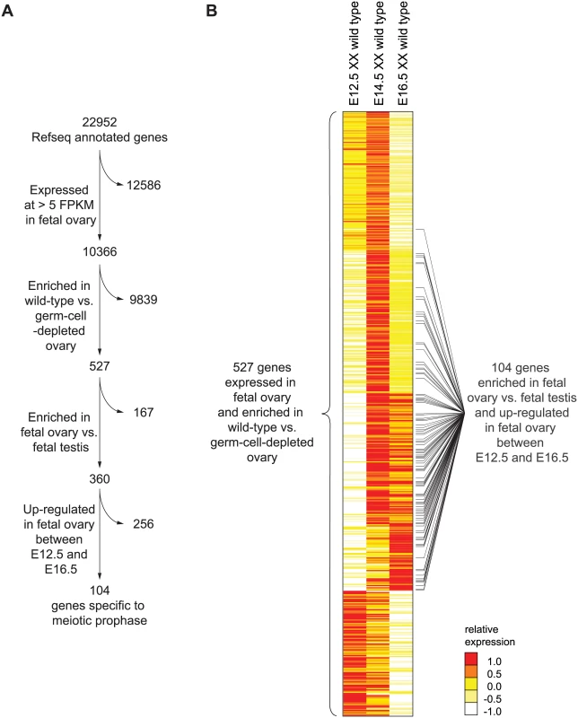 RNA-seq analysis of wild-type and germ-cell-depleted fetal gonads identifies a meiotic prophase-specific gene set.
