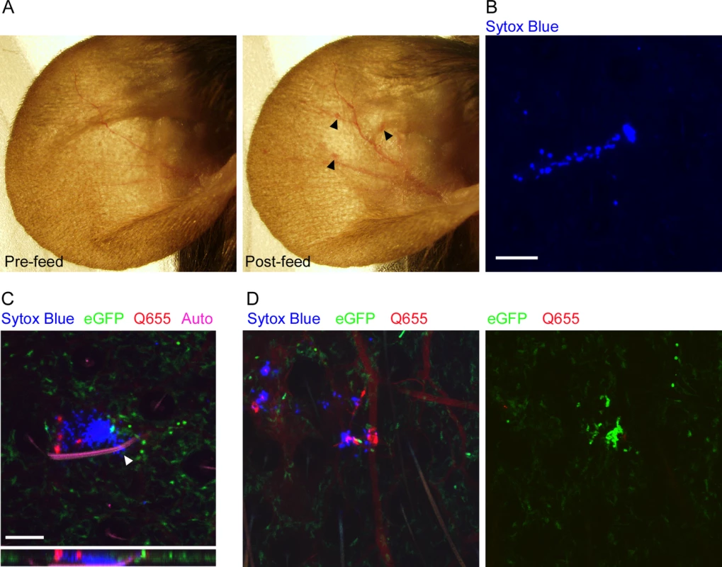 Characterization of flea bites in mouse skin.