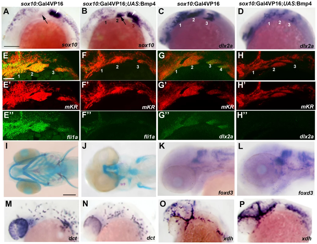 Misexpression of Bmp4 in migrating CNCCs inhibits ectomesenchyme formation.