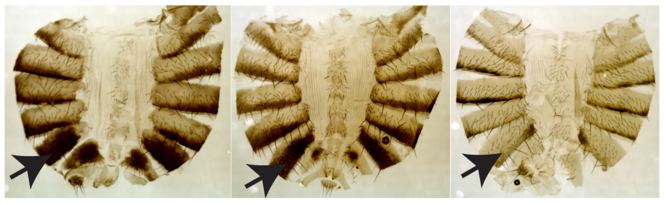 Three representative females (lines W3-123, W3-112, and W3-135) showing the range of pigmentation variation.