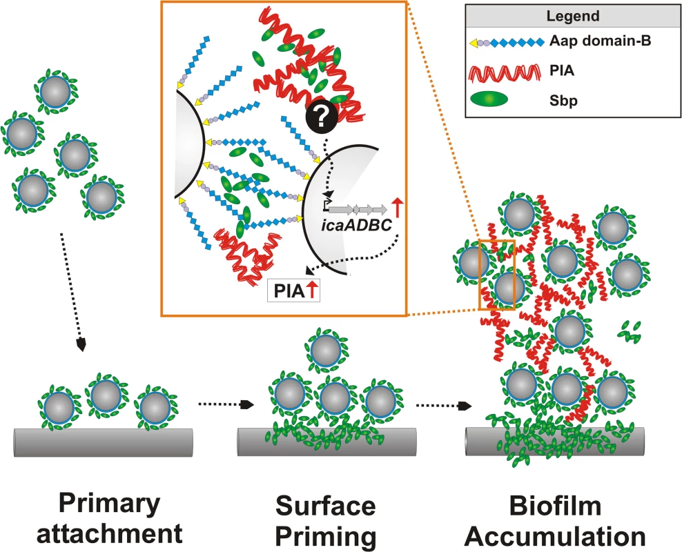 Integrated model of Sbp functions in <i>S</i>. <i>epidermidis</i> biofilm formation.