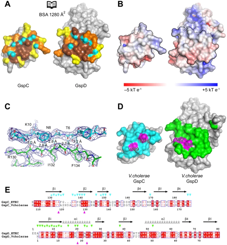 The interface of the GspC–GspD complex.