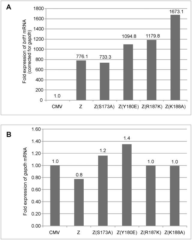 Replication defective ZEBRA mutants activate <i>brlf1</i> gene expression to wild-type levels.