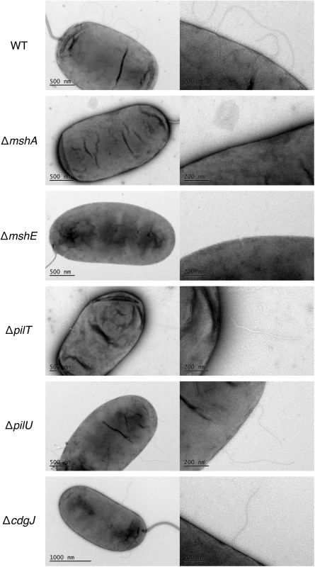 MshA pilus production is altered in an <i>mshE</i> mutant.