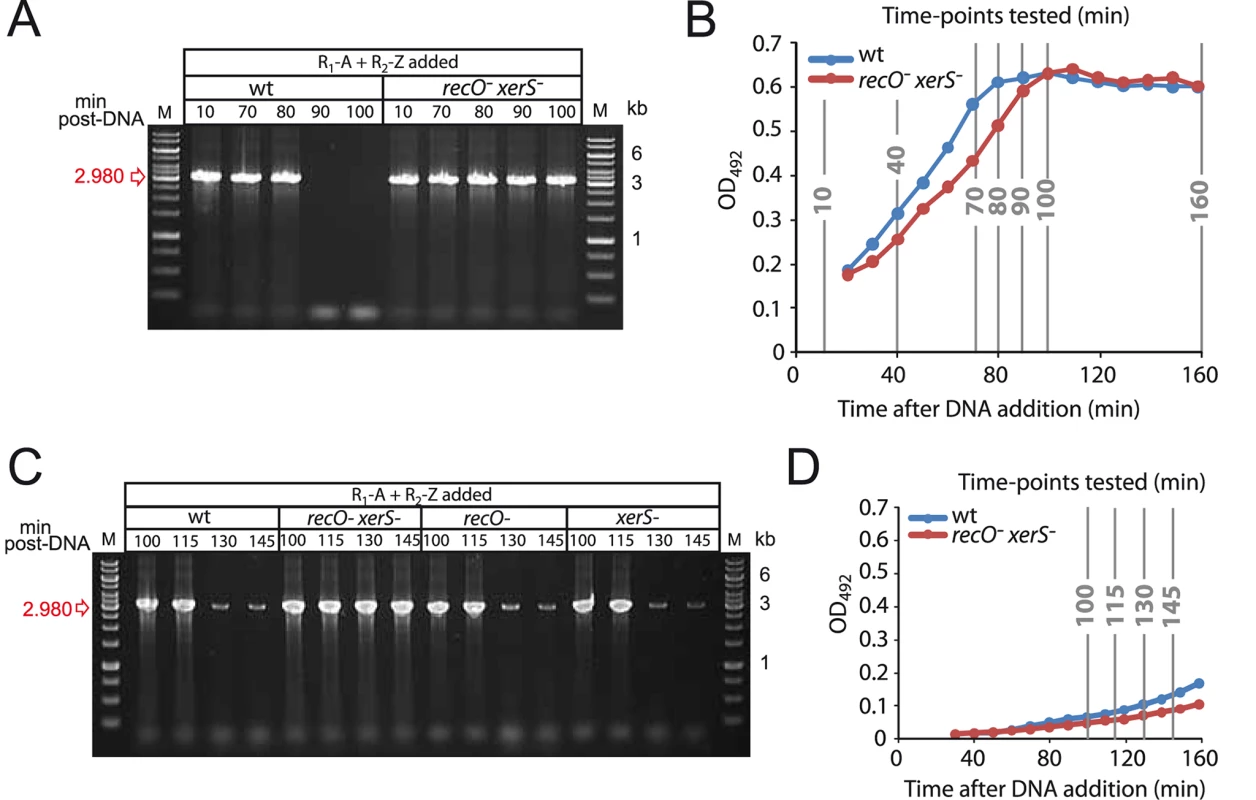 Growth phase impacts the kinetics of deletion-junction loss in transformed cultures.