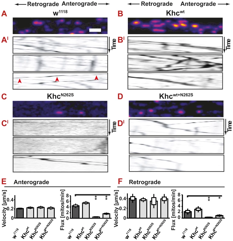 <i>In vivo</i> analysis of axonal transport.