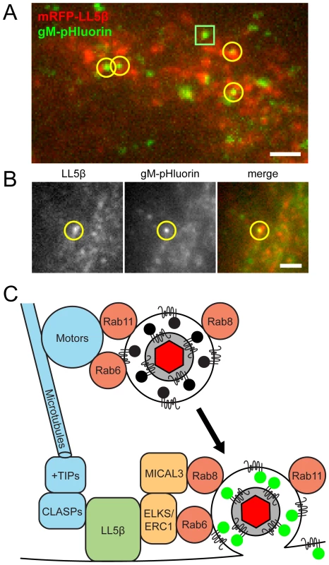 Viral exocytosis occurs most frequently near patches of LL5β.