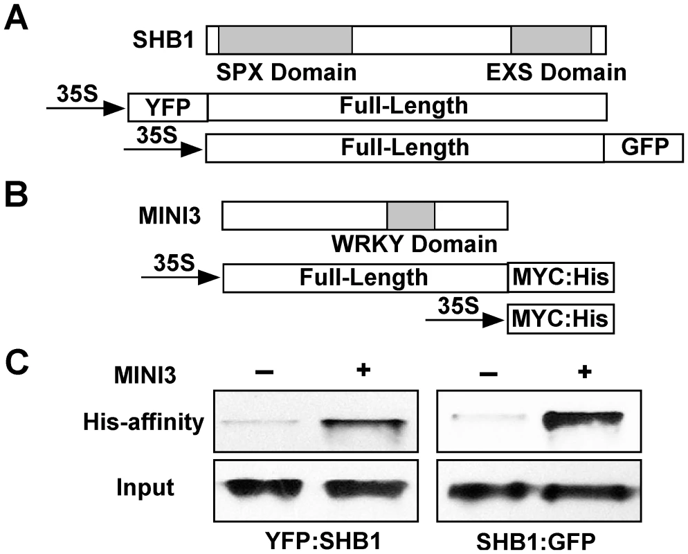 SHB1 interacts with MINI3.