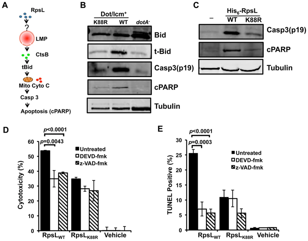 The classic apoptosis pathway is involved in the cell death induced by RpsL.
