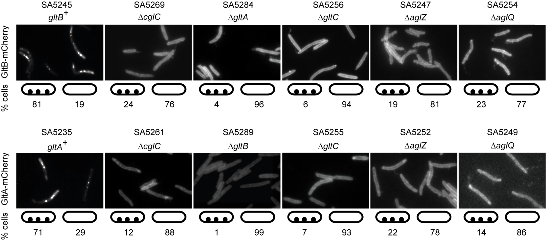 GltB and GltA incorporation into motility complexes depends on other gliding motility proteins.