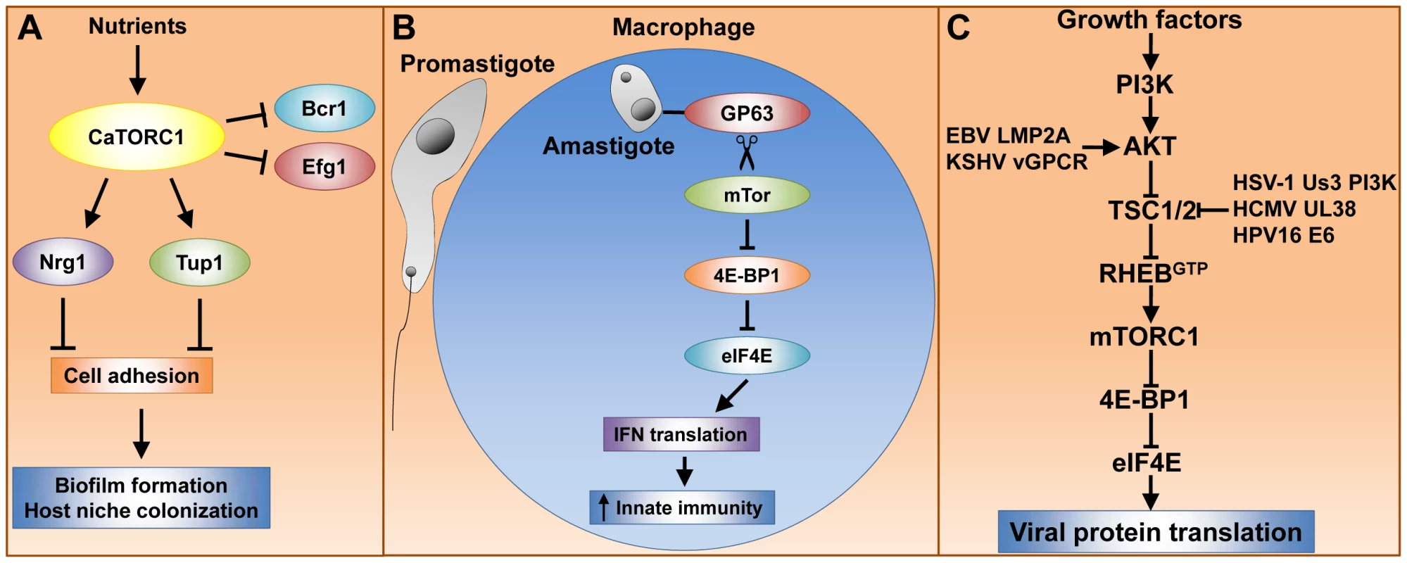Tor signaling governs key processes that dramatically impact pathogenesis of fungi, parasites, and viruses.