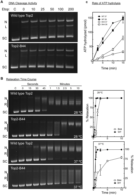 Top2-B44 is Defective in ATP Hydrolysis.