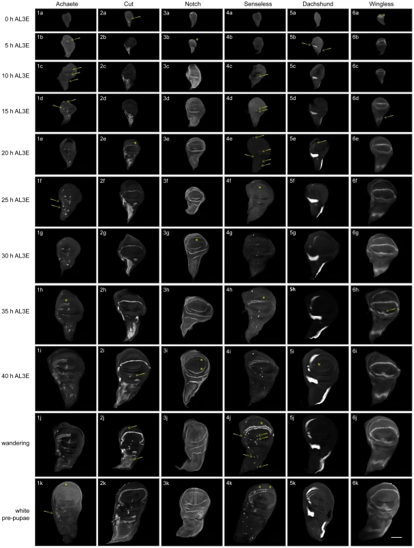 Patterning progression of six of the eleven gene products used to construct the staging scheme.