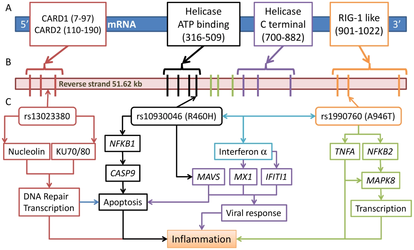 Three risk variants of <i>IFIH1</i> and the proposed functional model.