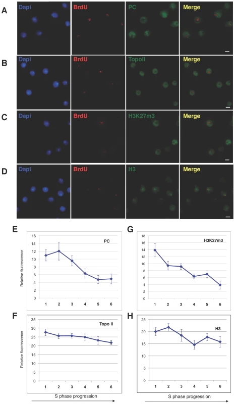 Relative Polycomb and H3K27me3 fluorescence change during S phase.