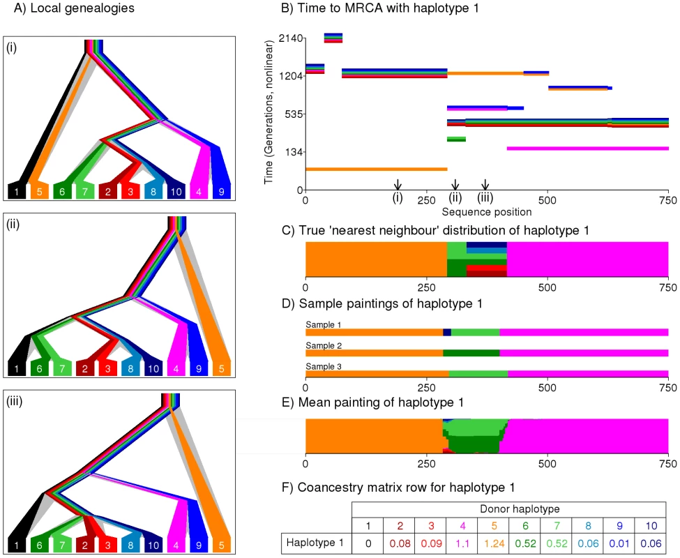 Illustration of the painting process to create the coancestry matrix.