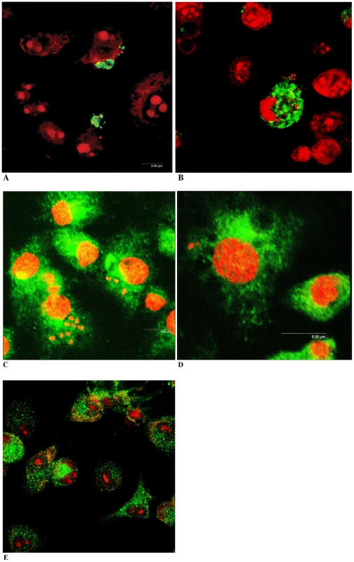 NF-κB P65 localizes to the cell surface of wild type parasites.