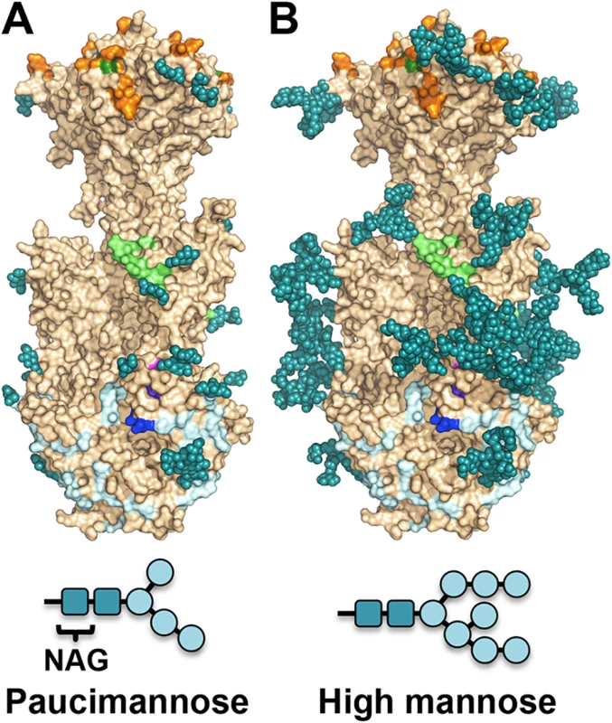 Observed glycosylation and fully-glycosylated model of HCMV gB.