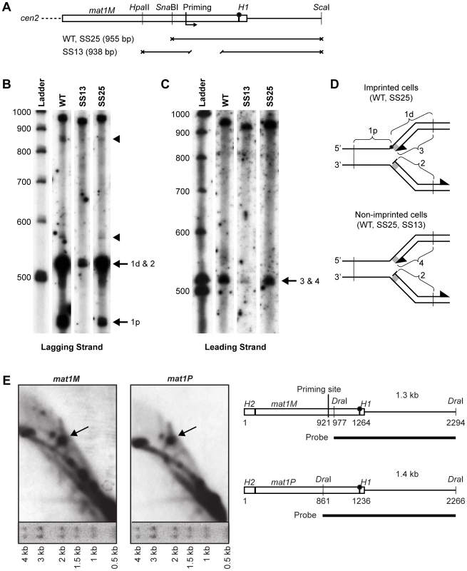 Southern analysis of <i>mat1</i> replication intermediates.