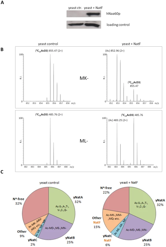 NatF expression shifts the overall status of the yeast N-terminal acetylome.