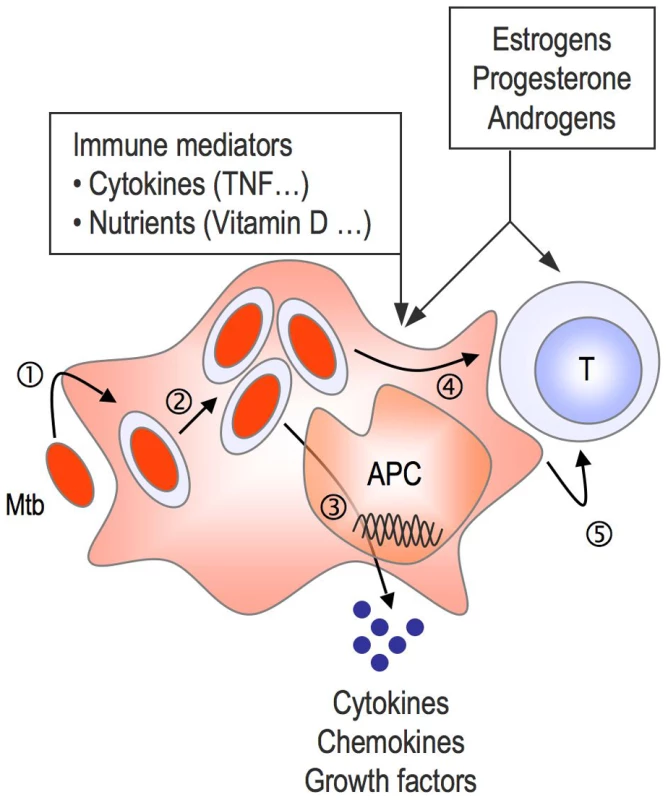 Do sex steroids influence antimycobacterial immunity?