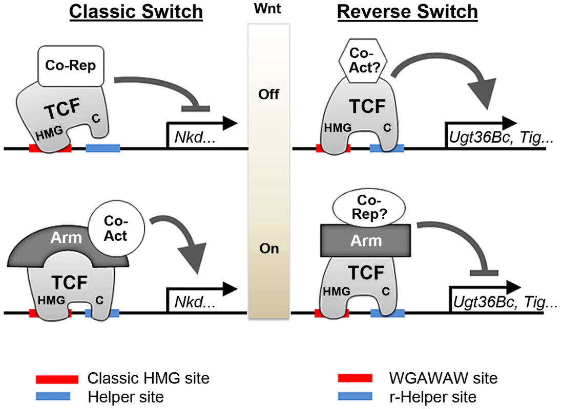 Model for allosteric regulation of TCF/Pan and Arm by bipartite TCF binding sites.