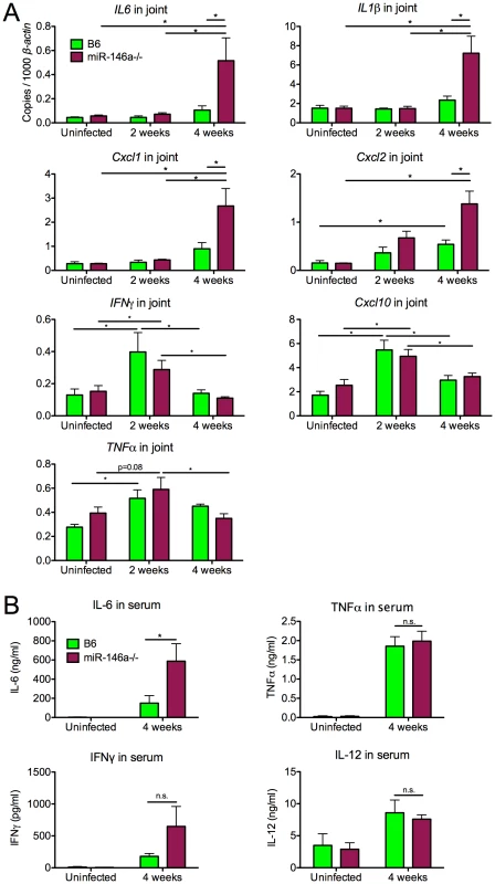 B6 miR-146a<sup>−/−</sup> mice exhibit hyperactive expression of a subset of NF-κB target cytokines and chemokines at 4 weeks post-infection.