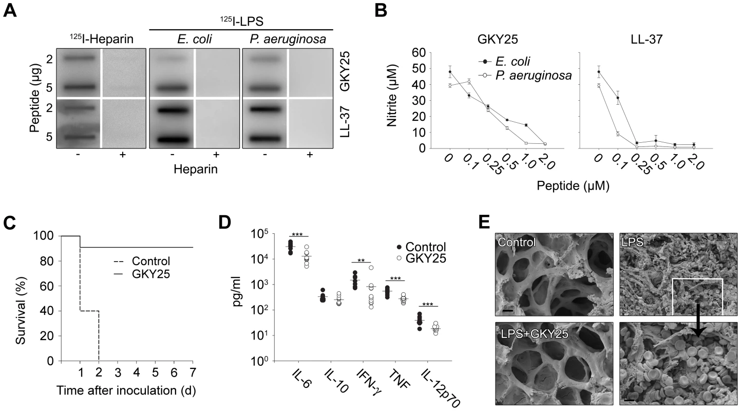 LPS-binding and immunomodulatory role <i>in vitro</i> and <i>in vivo</i> of thrombin-derived C-terminal peptides.