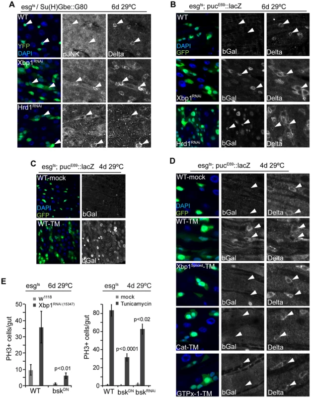 JNK is activated by UPR<sup>ER</sup>-induced ISC proliferation.