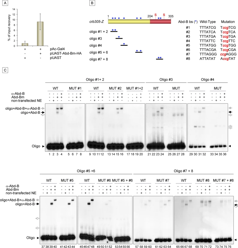 Abd-Bm binds multiple sites in <i>crb305</i> posterior spiracle enhancer.