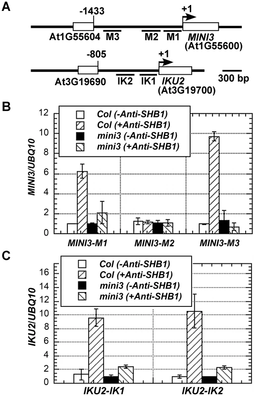 Association of SHB1 with <i>MINI3</i> and <i>IKU2</i> promoters requires MINI3.