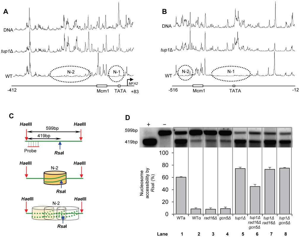 Densitometric scan of MNase sensitive regions of the <i>MFA2</i> promoter.