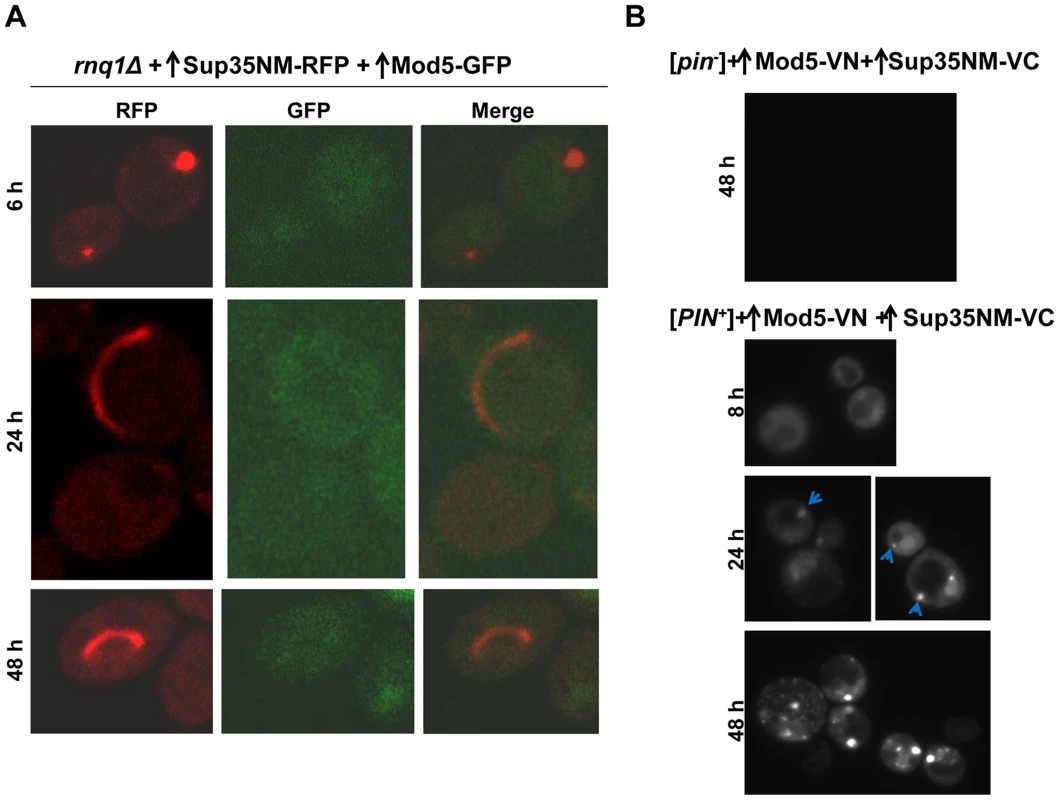 Overexpressed Mod5 does not interact with Sup35 during [<i>PSI<sup>+</sup></i>] induction in the absence of Rnq1.