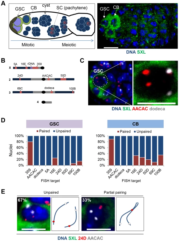 Homologous chromosomes enter the germline unpaired.
