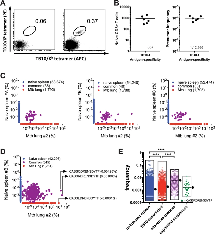 Precursor frequency of TB10.4-specific T cells.