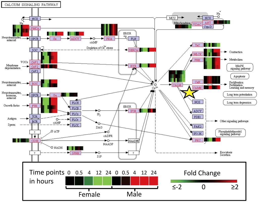 Calcium Signalling Pathway according to KEGG for <i>S. japonicum</i> with corresponding heat maps indicating differential gene expression (≥ or ≤2 fold) after <i>in vivo</i> exposure of adult male and female parasites with praziquantel for 0, 0.5, 4, 12, 24 h.