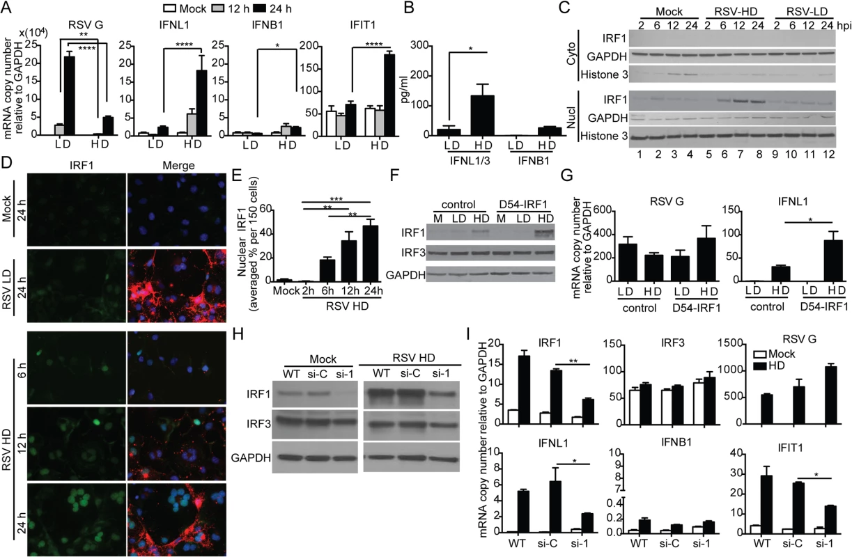 RSV iDVGs stimulate an IRF1/IFNL1-mediated antiviral response.