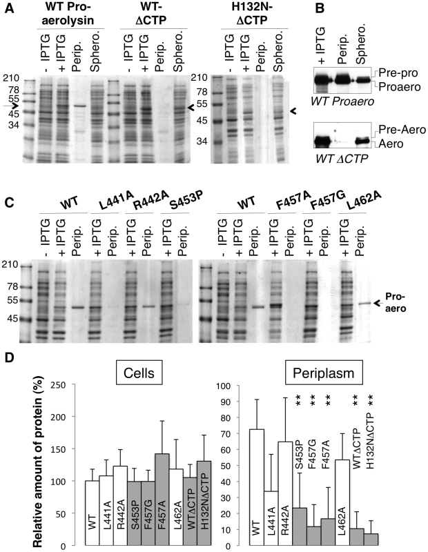 Removal or single point mutations of the CTP affect the folding of aerolysin <i>in vivo</i>.